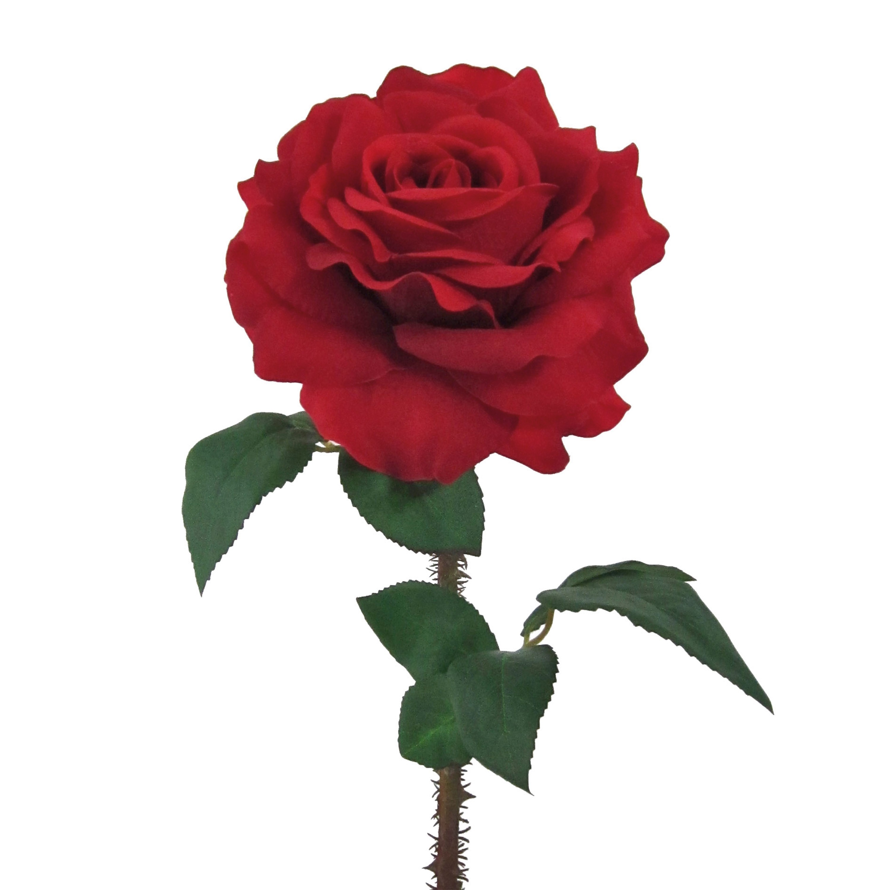 Adriani & Rossi Fiore Rosa Regia