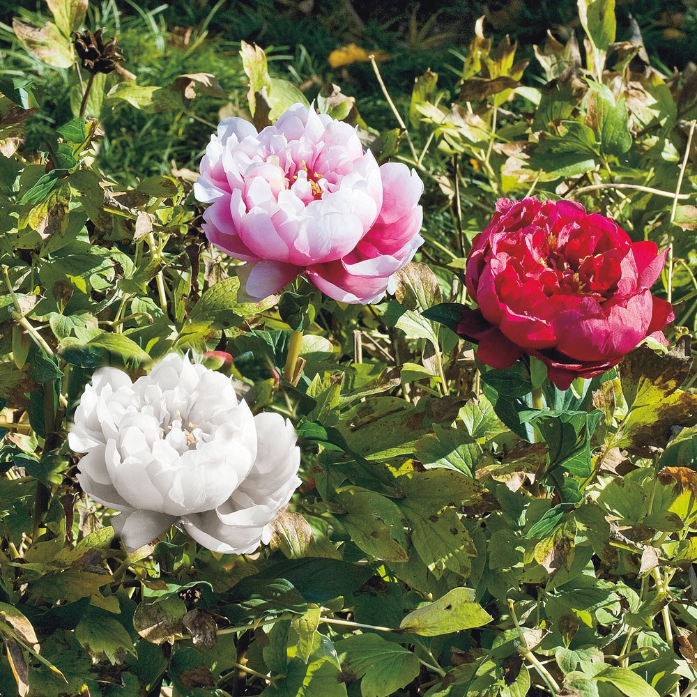 Adriani & Rossi Peonia colorata