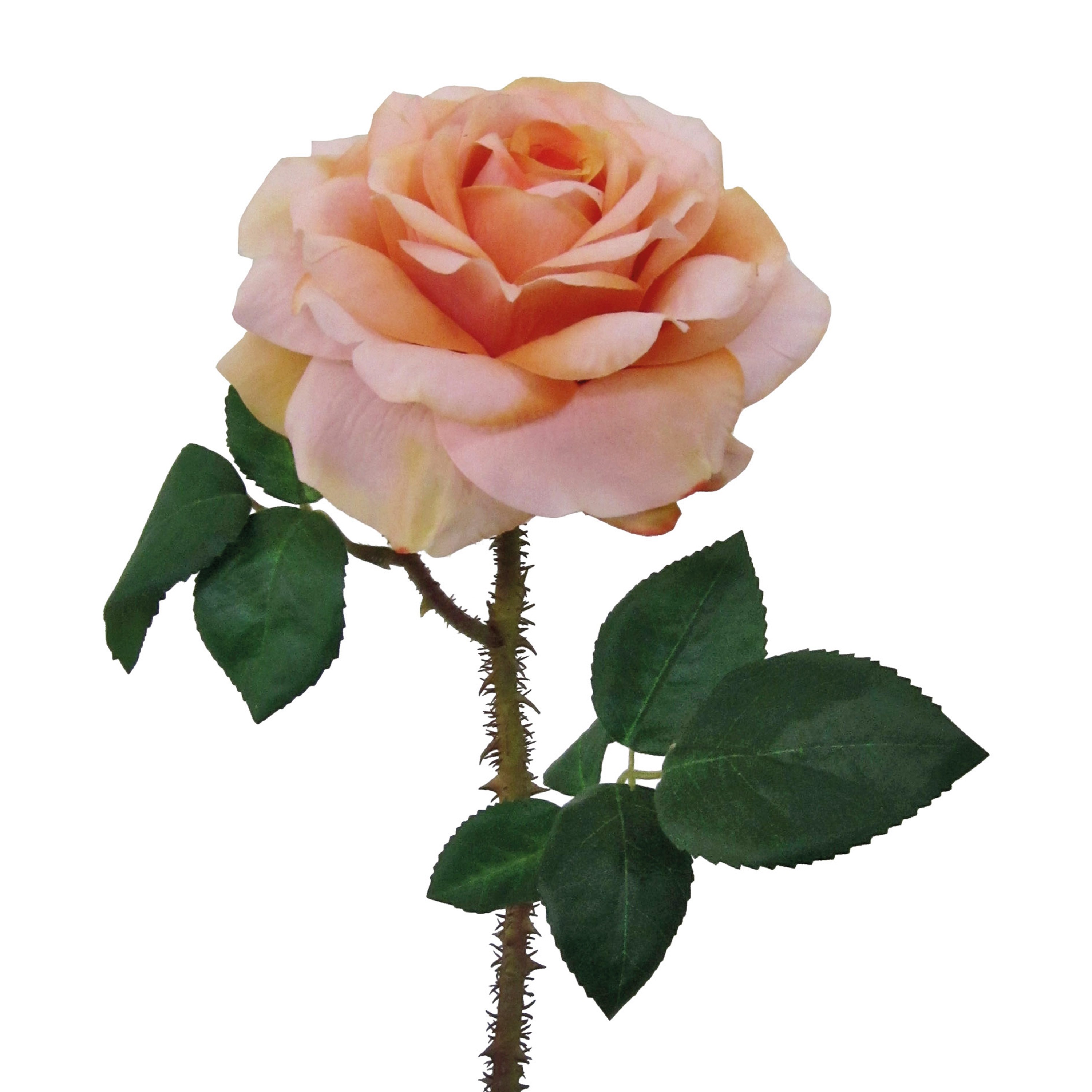 Adriani & Rossi Fiore Rosa Regia